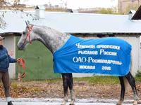 Cheval, Orlov Trotter — photo 2