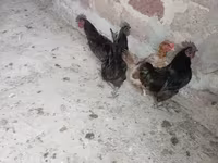 आयम सेमानी — फ़ोटो 1