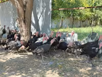 Turkeys — फ़ोटो 3