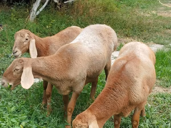 母羊, Arashan sheep