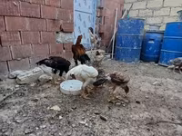 Chickens — Foto 7