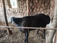 كبش, Red Karaman sheep — الصورة 4