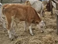 Býk, Simmental cattle — foto 7