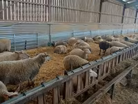 Brebis, Rouge de l’Ouest sheep — photo 3