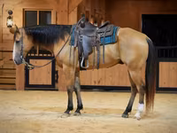 Hengst, Quarter Horse — Foto 2