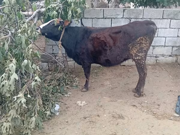 Vaca, Bovinos