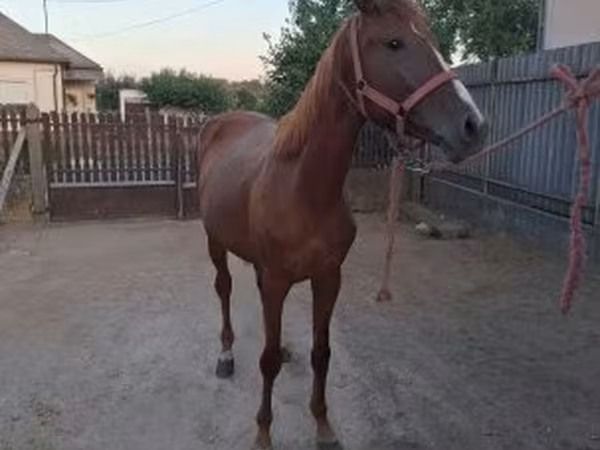 Mare, Kisber felver