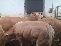 Bulle, Blonde d’Aquitane cattle — Foto 6