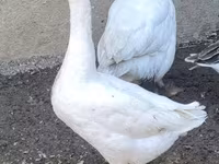 Geese — zdjęcie 1