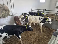 Touro, Russian Black pied cattle — foto 7