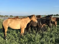 Cheval, Bashkir horse — photo 2