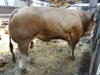 Taureau, Partenaise cattle — photo 3