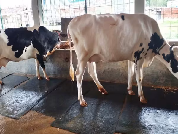 Vache, Russian Black pied cattle