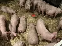 Pigs (batch, sex not specified), Гипор — photo 6