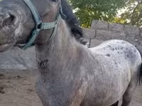 Jument, Chevaux — photo 2