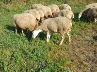 भेड़, Karabakh sheep — फ़ोटो 2