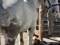Cavalo, Vladimir heavy draft — foto 1