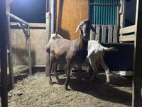 Widder, Rhon sheep — Foto 1