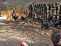 Chickens — फ़ोटो 2