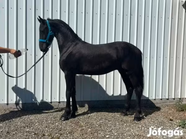 Kůň, Dutch warmblood horse