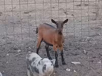 雌ヤギ, Alpine goat — 写真 2
