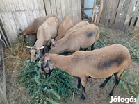 Brebis, Cameroon sheep — photo 2