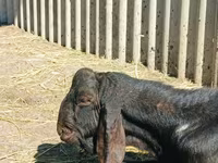 Cabro, Kamori goats — foto 2