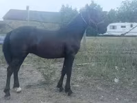 Koń, Friesian — zdjęcie 2