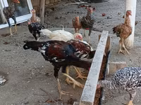 Chickens — photo 5