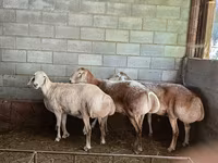 Brebis, Afghan Arabi sheep — photo 4