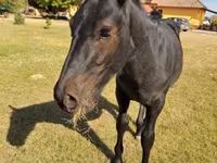 Hengst, Nonius horse — Foto 2