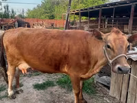 Vache, Race Alatauskaya — photo 2