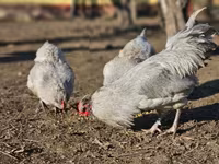 Araucana — Foto 5