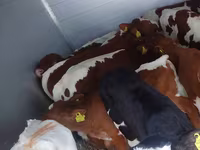 Taureau, Simmental cattle — photo 8