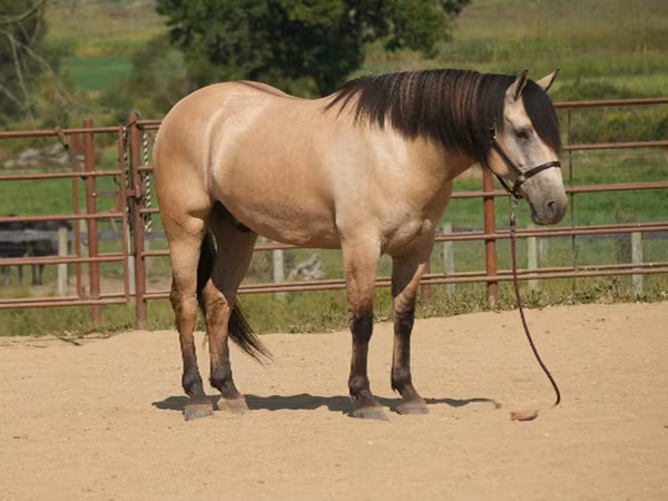 Cheval, Chevaux