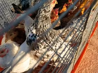 Yapon Bantam — foto 5
