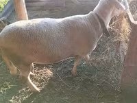 كبش, Lacaune sheep — الصورة 5