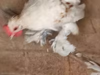 Chickens — Foto 5