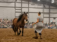 فرس, Friesian — الصورة 6