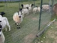 نعجة, Cerry Hill sheep — الصورة 6