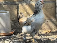 Ameraucana — Foto 7