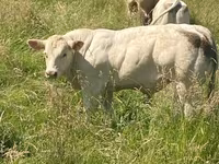 Taureau, Charolais cattle — photo 7