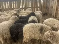 绵羊（批次，未指定性别）, Suffolk sheep — 照片 1