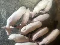 मादा सूअर, Датский ландрас — फ़ोटो 1