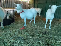 बकरी, Saanen goat — फ़ोटो 5
