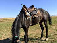 حصان, Karachay horse — الصورة 2