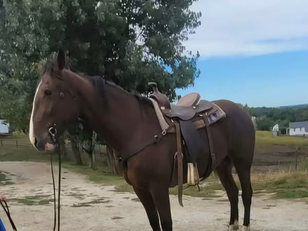 Cheval, Quarter Horse