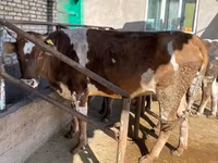 गाय, मवेशी — फ़ोटो 2