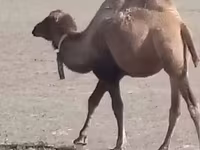 Kamel, Kazakh Bactrian camel — Foto 2