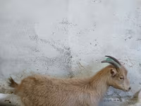 母山羊, Saanen goat — 照片 2